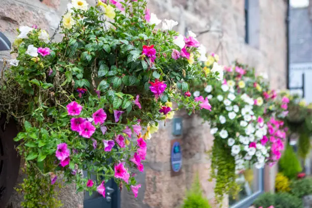 hangplanten